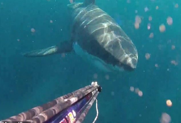 A spearfisher encountere a large great white shark near the Royal National Park (above)