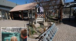 Denver zoo closes early over the weekend to prevent wild teens from pulling off TikTok-inspired ‘takeover’ trend