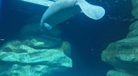 Florida Wants Court Ruling Protecting Manatees Halted