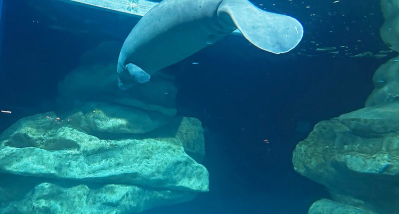 Florida Wants Court Ruling Protecting Manatees Halted