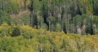 GHASTLY: Firefighters Ambushed in Coeur d'Alene