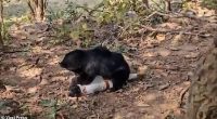 A father and son were killed after a rabid sloth bear brutally mauled them to death while they picked firewood