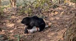 A father and son were killed after a rabid sloth bear brutally mauled them to death while they picked firewood