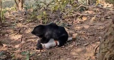 A father and son were killed after a rabid sloth bear brutally mauled them to death while they picked firewood