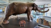 How The Mastodon Became Indiana's State Fossil