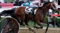 Journalism’s jockey readies for Triple Crown rematch with Sovereignty at Belmont Stakes