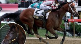 Journalism’s jockey readies for Triple Crown rematch with Sovereignty at Belmont Stakes