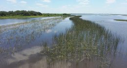 Lake Kissimmee. (Savanna Mathis/FWC)