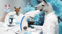 Llamas may hold the cure to COVID: study
