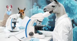 Llamas may hold the cure to COVID: study