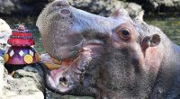 Lu, the Hippopotamus of Homosassa Springs, Dies at 65