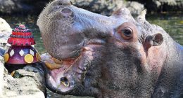 Lu, the Hippopotamus of Homosassa Springs, Dies at 65