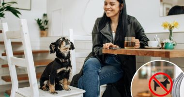 Man confronts woman with dog inside ‘no pets’ coffee shop — sparking heated debate