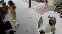 Mother and son narrowly survive run-in with killer bird species with nightmare claw that rivals Freddy Krueger’s