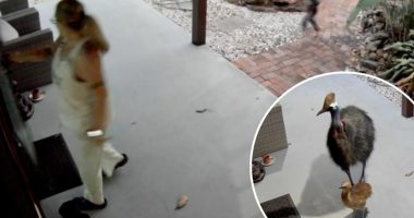 Mother and son narrowly survive run-in with killer bird species with nightmare claw that rivals Freddy Krueger’s