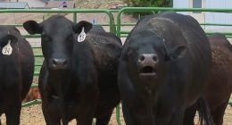 A total of 15 cows at a Colorado ranch owned by Kerri Higgs and her husband had mysteriously died