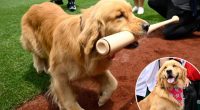 Nationals’ bat-retrieving dog Bruce laps up pregame attention, makes MLB debut: ‘Look at this dog and try not to smile’