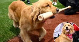 Nationals’ bat-retrieving dog Bruce laps up pregame attention, makes MLB debut: ‘Look at this dog and try not to smile’