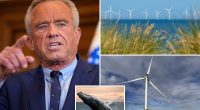 RFK Jr. blasts offshore windmill farms for harming marine life as he tries to save whales and ostriches: ‘Make no economic sense’