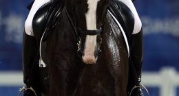 Aussie Olympian Heath Ryan insists he was on a 'rescue mission' after horrific footage emerged of the equestrian star whipping a horse more than 40 times (pictured, competing at the 2008 Games in Beijing)