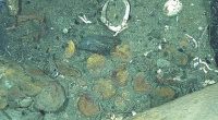 Columbian researchers authored the study, which revealed images taken by remotely operated vehicles (ROVs) of dozens of coins that lie scattered around the wreck about 1,970 feet under water