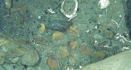 Columbian researchers authored the study, which revealed images taken by remotely operated vehicles (ROVs) of dozens of coins that lie scattered around the wreck about 1,970 feet under water