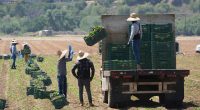 Trump curbs immigration enforcement at farms, meatpacking plants, hotels and restaurants