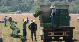 Trump curbs immigration enforcement at farms, meatpacking plants, hotels and restaurants