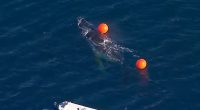 A rescue team is pictured beside the entangled whale