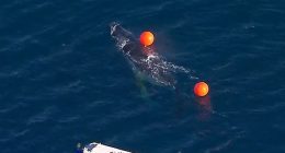 A rescue team is pictured beside the entangled whale