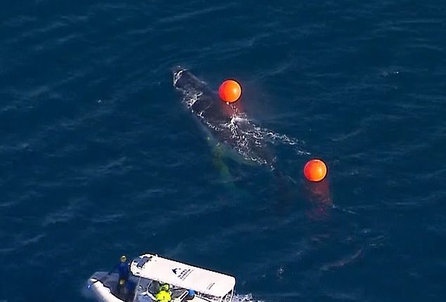 A rescue team is pictured beside the entangled whale