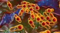 People can catch hepatitis A through close physical contact with someone who has it, including through oral or anal sex (spore-forming bacteria is pictured)