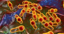 People can catch hepatitis A through close physical contact with someone who has it, including through oral or anal sex (spore-forming bacteria is pictured)