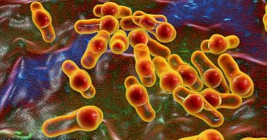 People can catch hepatitis A through close physical contact with someone who has it, including through oral or anal sex (spore-forming bacteria is pictured)