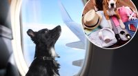 Vacation hotspot ripped over ‘ridiculous’ new policy on pets in plane cabins: ‘Garbage idea’