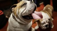 Video: The Queer Origins of Islam's War on Dogs