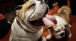 Video: The Queer Origins of Islam's War on Dogs