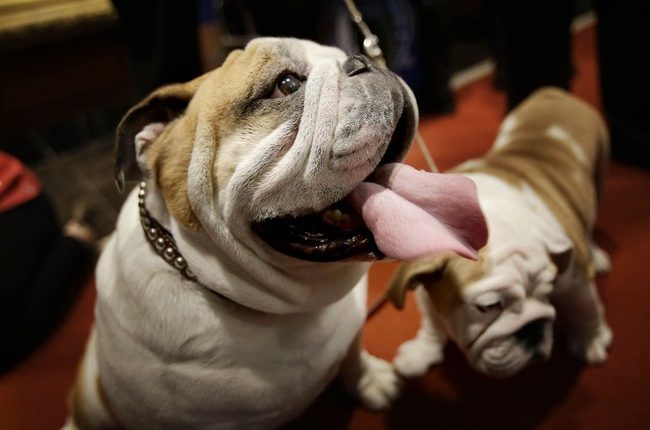 Video: The Queer Origins of Islam's War on Dogs