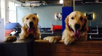 Wagging Tails, Warring Worlds