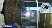 A cat was caught on camera blissfully unaware of the impending collision (pictured)