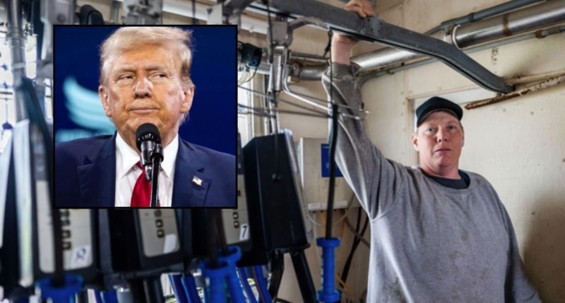 ‘Every participant is exempt … except for white males’: Dairy farmer says Trump USDA using ‘racial and sex-based’ classifications to block financial assistance