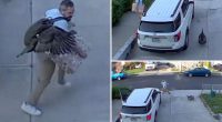 ‘Freaked out’ Staten Islander chased by furious turkey in wild driveway showdown caught on camera