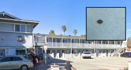 ‘Sucked their blood until they were gorged’: Guests at beachside hotel win $2 million judgment after rooms were infested with bedbugs