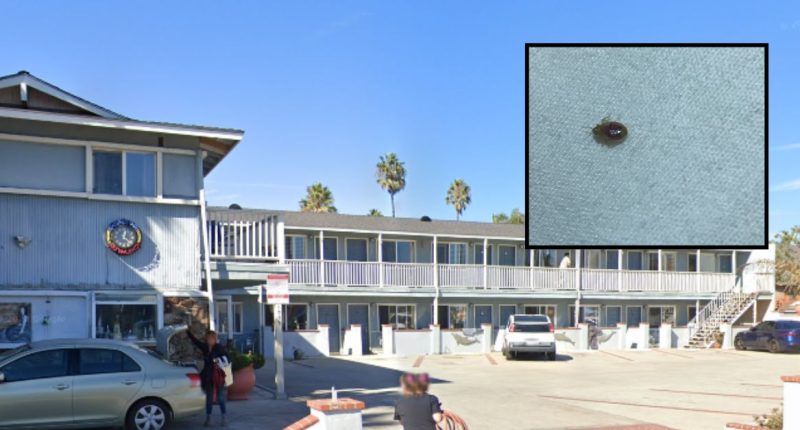 ‘Sucked their blood until they were gorged’: Guests at beachside hotel win $2 million judgment after rooms were infested with bedbugs