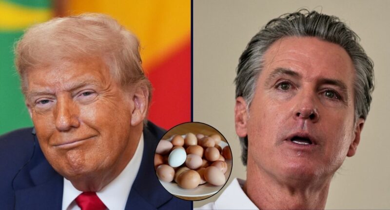 'Unnecessary red tape': Trump admin blames California for rise in egg prices in new lawsuit