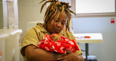Fostering a kitty at the Flagler County jail. (FCSO)