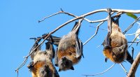 A man who contracted a rare virus from bats has died in hospital