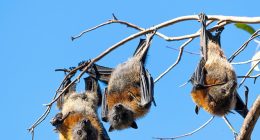 A man who contracted a rare virus from bats has died in hospital