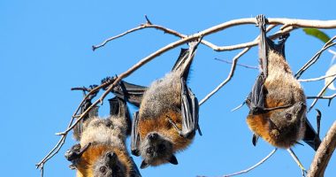 A man who contracted a rare virus from bats has died in hospital