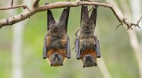 Australian bat Lyssavirus can, on rare occasions, spread from bats to humans through physical contact (pictured are two Australian fruit bats)